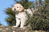 GOLDEN RETRIEVER 574